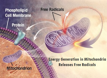 Nurturing your Mitochondria
